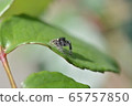 Jumping spider 65757850