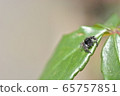 Jumping spider 65757851