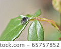 Jumping spider 65757852