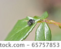 Jumping spider 65757853