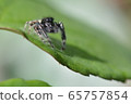 Jumping spider 65757854