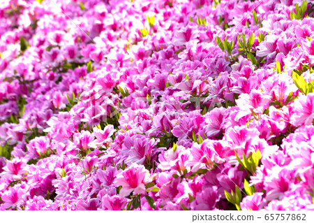Azalea Azalea 65757862