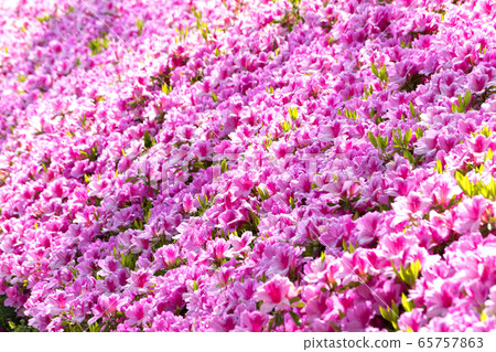 Azalea Azalea 65757863