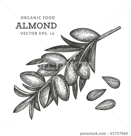 Hand drawn sketch almond branch. Organic food Hand drawn sketch almond branch. Organic food 65757984