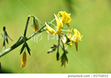 迷你番茄花 迷你番茄花 65758032