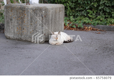 貓在黃昏時在停車場降溫 貓在黃昏時在停車場降溫 65758079