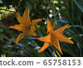 Kisuge flower 65758153
