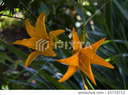 Kisuge flower 65758153