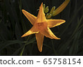 Kisuge flower 65758154