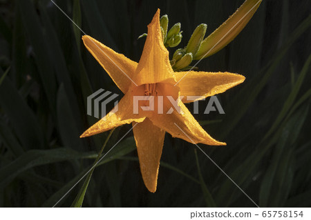 Kisuge flower 65758154