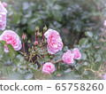 rose	 65758260