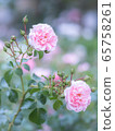 rose	 65758261