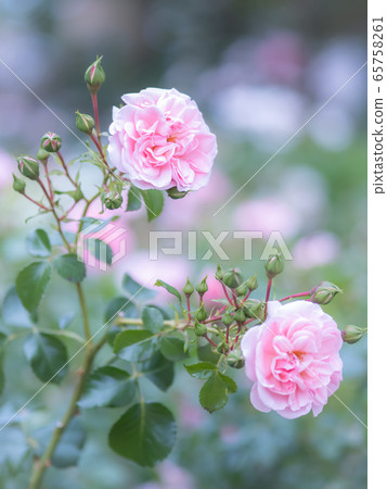rose	 65758261