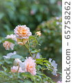 rose	 65758262