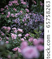 rose	 65758263
