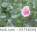 rose	 65758264