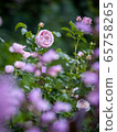 rose	 65758265