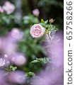 rose	 65758266