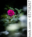 rose	 65758267