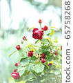 rose	 65758268