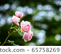 rose	 65758269