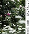 rose	 65758270