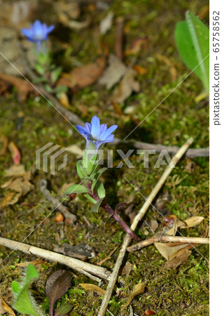 2020 05 24 Fuderindou三角山札幌 65758562