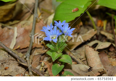 2020 05 24 Fuderindou三角山札幌 65758563