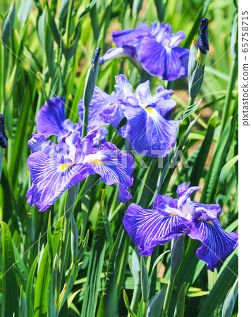 Beautiful irises (hanasashibu) 65758715