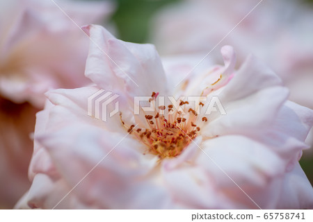 Rose of pink color 65758741