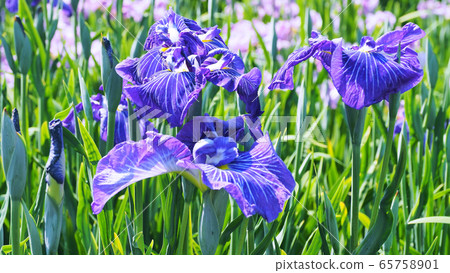 Beautiful irises (hanasashibu) Beautiful irises (hanasashibu) 65758901
