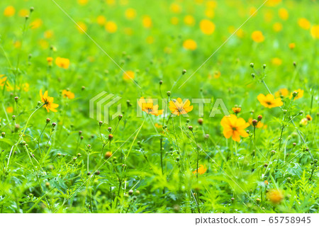 Cosmos Cosmos 65758945