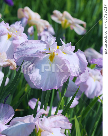 Beautiful irises (hanasashibu) 65759237