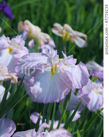 Beautiful irises (hanasashibu) 65759238