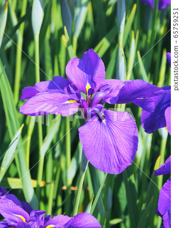 美麗的鳶尾花(hanasashibu) 美麗的鳶尾花(hanasashibu) 65759251