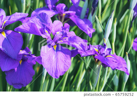Beautiful irises (hanasashibu) 65759252