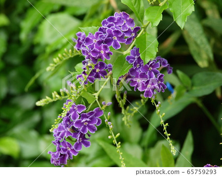 Small diameter where Duranta blooms Small diameter where Duranta blooms 65759293