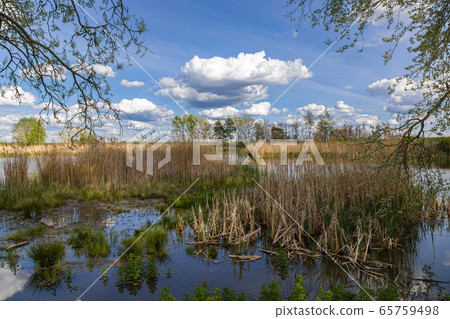 Arm of the Morava river near the village Brodske 65759498