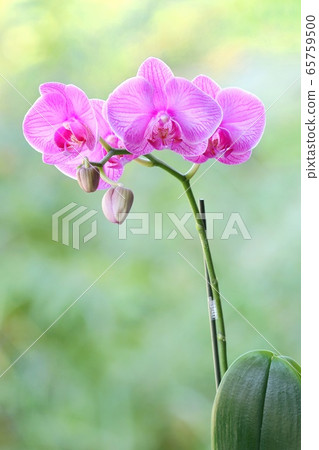 Small phalaenopsis nature background Small phalaenopsis nature background 65759500