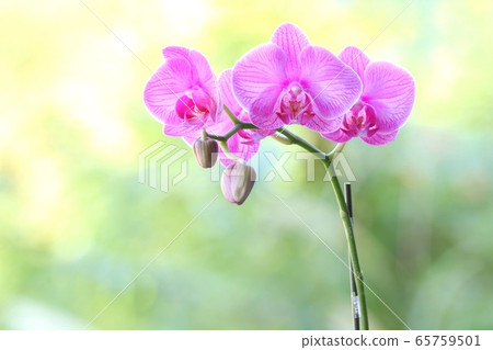 Small phalaenopsis nature background Small phalaenopsis nature background 65759501