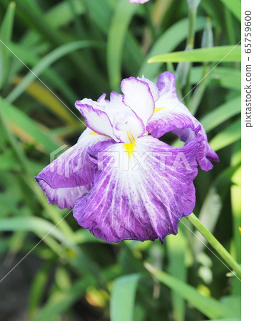 美麗的鳶尾花（hanasashibu） 65759600