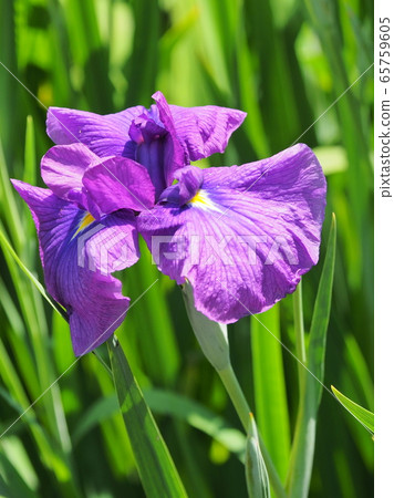 Beautiful irises (hanasashibu) 65759605