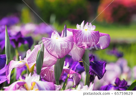 Beautiful irises (hanasashibu) 65759629
