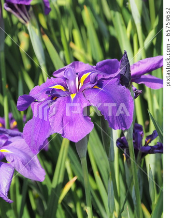 Beautiful irises (hanasashibu) 65759632