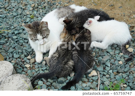 Cat, stray cat, white kite, youngest daughter, parent and child, May, sunny weather, kitten Cat, stray cat, white kite, youngest daughter, parent and child, May, sunny weather, kitten 65759747
