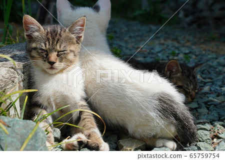 Cat, stray cat, white kite, youngest daughter, parent and child, May, sunny weather, kitten 65759754