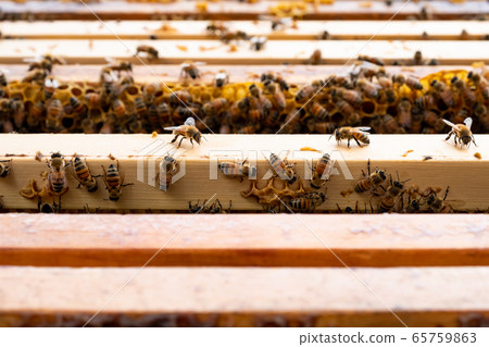 Open beehive with bees are crawling along the hive on honeycomb wooden frame. Apiculture concept. Open beehive with bees are crawling along the hive on honeycomb wooden frame. Apiculture concept. 65759863