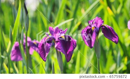 美麗的鳶尾花(hanasashibu) 美麗的鳶尾花(hanasashibu) 65759872
