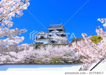 [Ehime Prefecture] Ozu Castle in full bloom 65759917