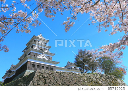 [愛媛縣]大津城盛開 65759925